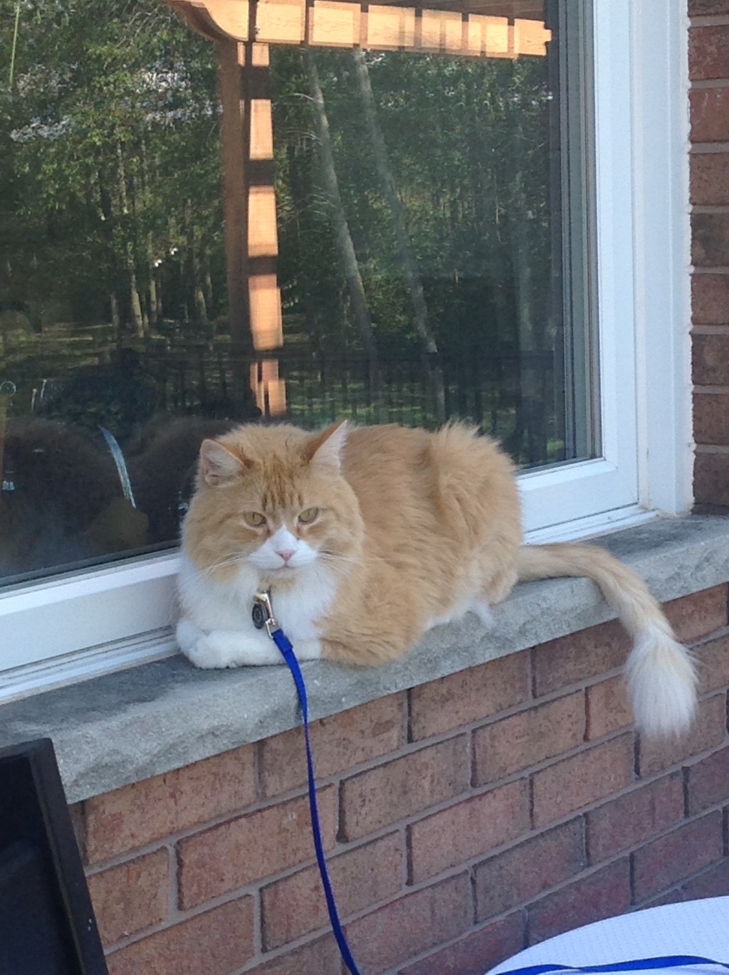 An update on Jean Luc Picard: a lion in&nbsp;paradise