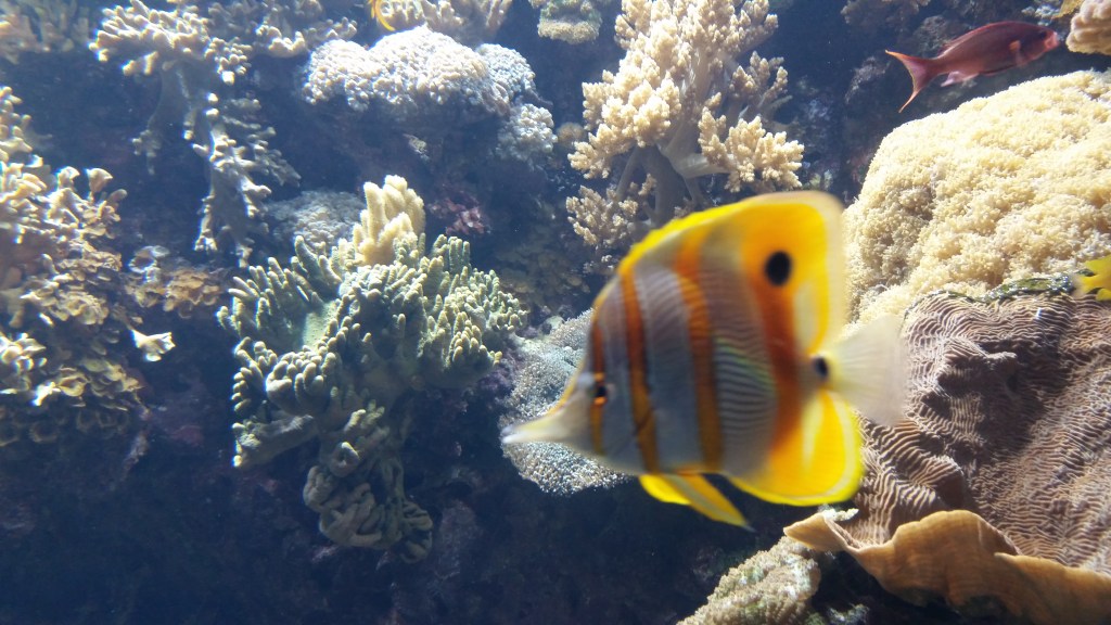 An Afternoon at the Oceanario de&nbsp;Lisboa